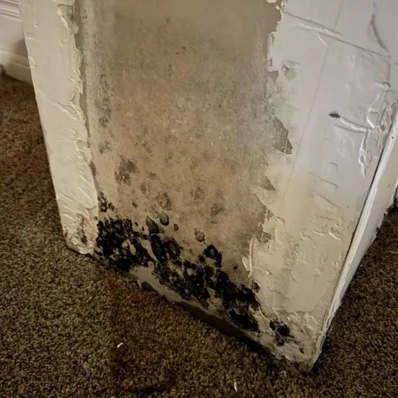 Professional Mold Removal in Jewell County, KS